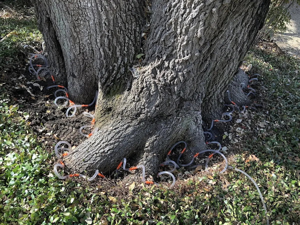 Detailed Tree Cabling and Bracing job site in Bowdoinham