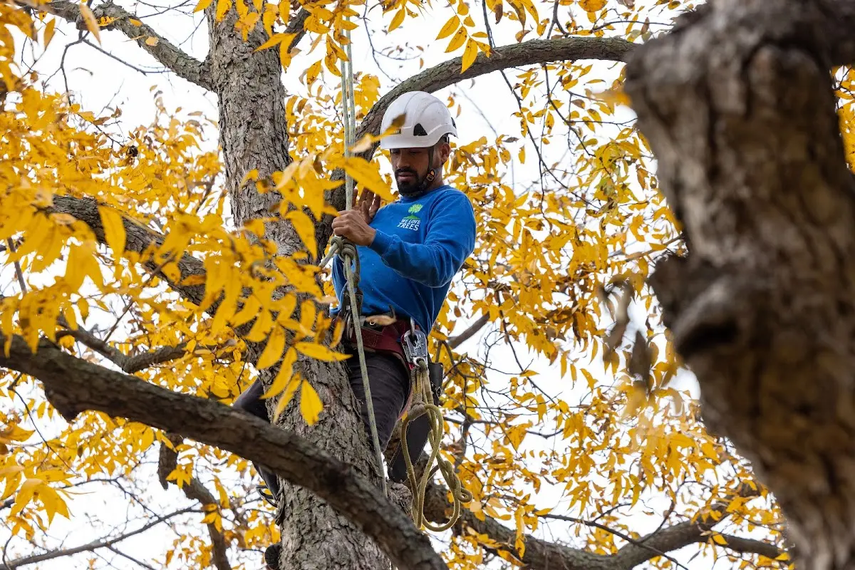 Skilled Tree Transplanting crew working in Bowdoinham